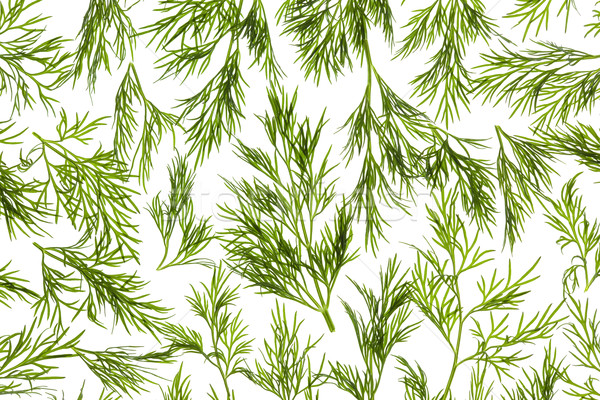 Fresh Dill close-up background / back-lit Stock photo © Taiga