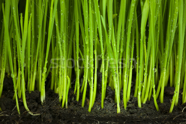 Сток-фото: трава · почвы · органический · сельского · хозяйства · свежие · весны