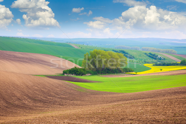 Voorjaar velden hemel mooie natuur landschap Stockfoto © Taiga