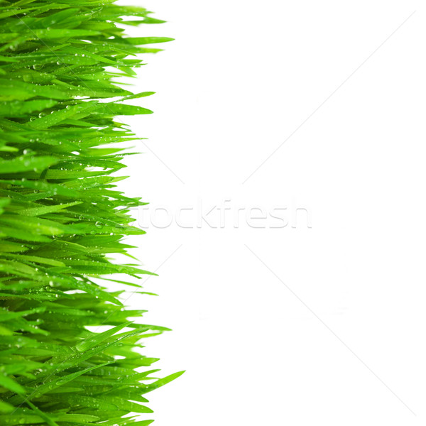 Proaspăt iarba verde picături roua izolat alb Imagine de stoc © Taiga