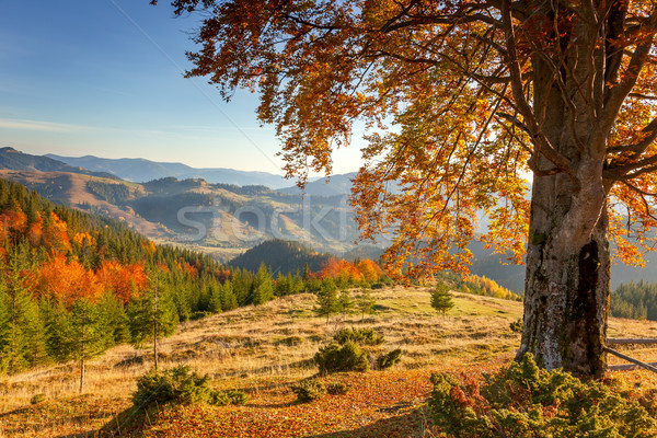 Early Morning Autumnal Landscape - yellow old tree in mountains  Stock photo © Taiga