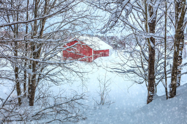 Stockfoto: Winter · landschap · landelijk · huis · sneeuw · bomen
