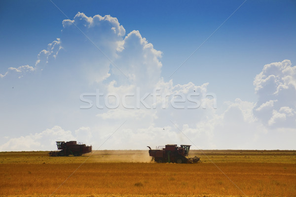 Harvest time Stock photo © Taiga