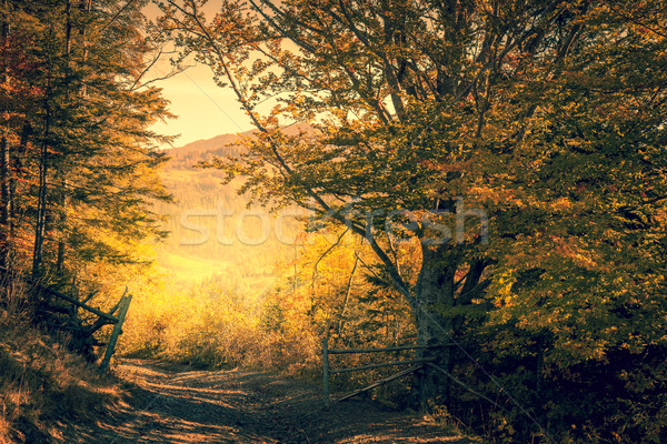 Stock foto: Magie · Weg · Herbst · Wald · gelb · Bäume