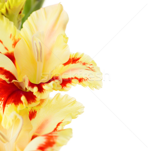 Beautiful colorful gladiolus isolated square background Stock photo © Taiga