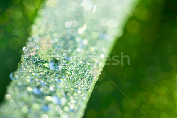Frischen Natur Gras Wassertropfen Super Makro Stock foto © Taiga