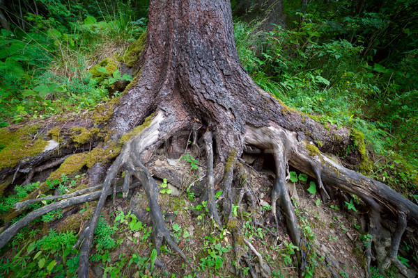 Korzenie starych drzewo mech lasu ciemne Zdjęcia stock © Taiga