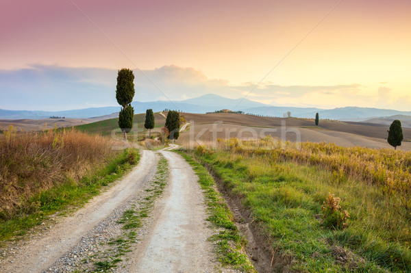 Landscape at sundown time - ground road and beautiful cypresses  Stock photo © Taiga