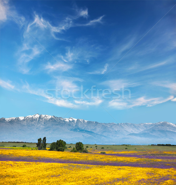 Stockfoto: Mooie · kleuren · berg · vallei · Geel · paars