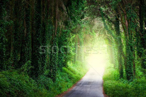 Road in magic dark forest from darkness to light Stock photo © Taiga