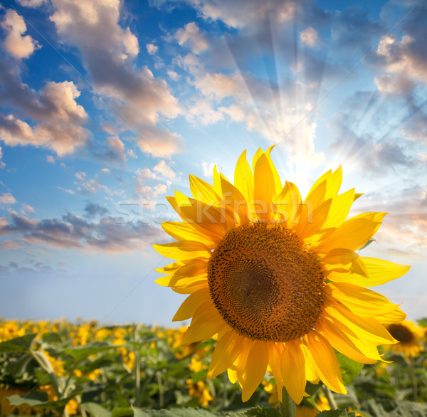 Stock foto: Sonnenblumen · schönen · Himmel · Sonnenstrahl · Sommer · Natur