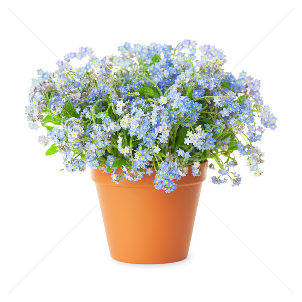 Forget-me-not flowers in pot isolated on white background Stock photo © Taiga
