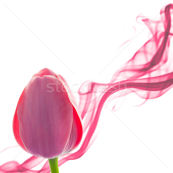 Foto stock: Tulipa · abstrato · branco · férias · flores