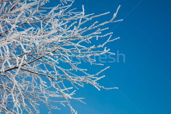 Winter landscape - snow covered icy white branches Stock photo © Taiga