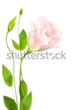 Pur rose isolé blanche romantique Photo stock © Taiga