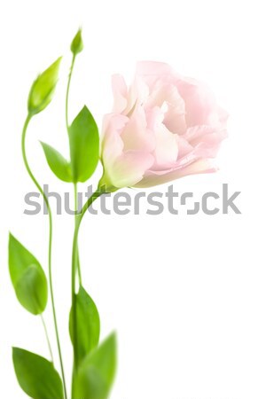 [[stock_photo]]: Pur · rose · isolé · blanche · romantique