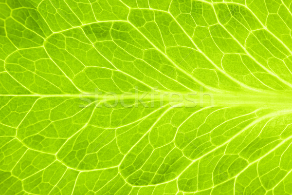 Fresh Green Leaf of Lettuce  / Super Macro Stock photo © Taiga