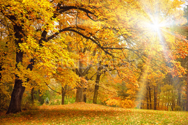 Gold Autumn with sunlight / Beautiful Trees in the forest Stock photo © Taiga