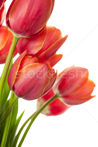 Frescos hermosa tulipanes aislado blanco vertical Foto stock © Taiga