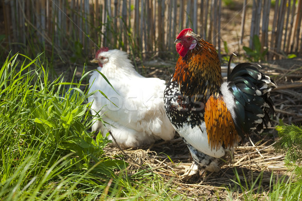 hen and rooster Stock photo © Taiga