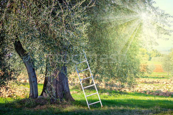 harvest time  landscape of Olive trees plantation Stock photo © Taiga