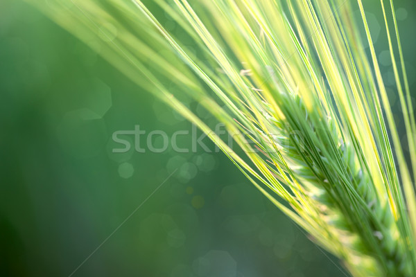 Stock photo: Wheat Defocused Background whith copy space 