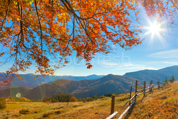 Morning Autumnal Landscape with yellow leaves and sun Stock photo © Taiga