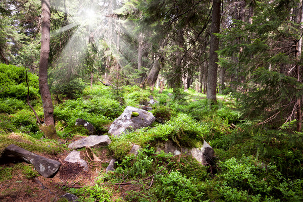 Alten Wald Berg Steine Moos Sonnenstrahlen Stock foto © Taiga