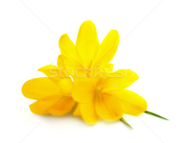 Сток-фото: желтый · весенние · цветы · изолированный · белый · Пасху · цветок