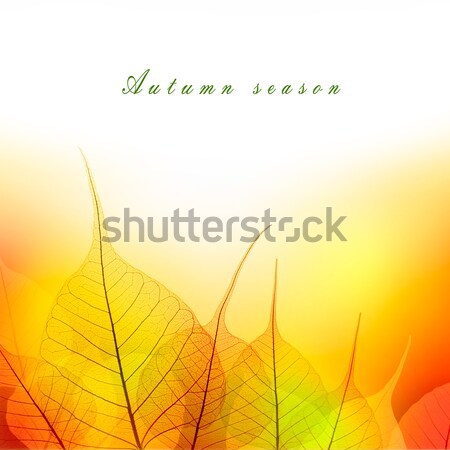 Leaves  Border of  Autumn color season on white background  Stock photo © Taiga