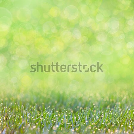 Erba verde gocce rugiada bokeh focus fronte Foto d'archivio © Taiga