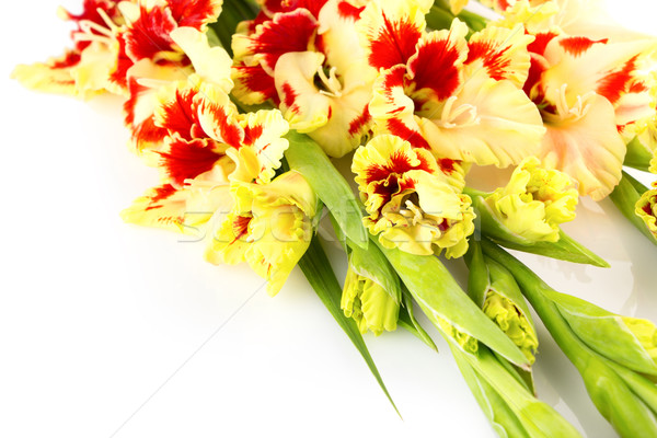 Red and yellow bright colorful gladiolus \ horizontal \ isolated Stock photo © Taiga