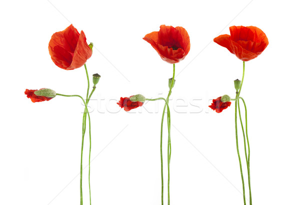 Trio of Red Poppies flowers isolated on white Stock photo © Taiga