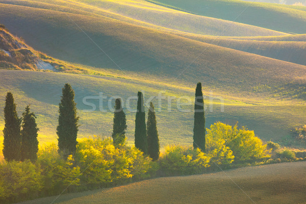 Stock foto: Herbst · Toskana · Landschaft · Hügeln · Bäume · Felder