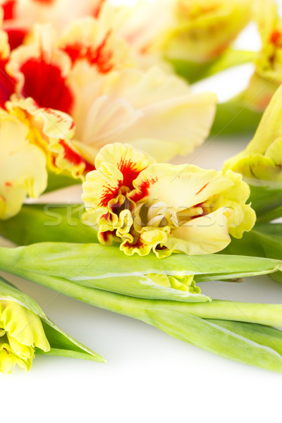 Red and yellow bright gladiolus \ vertical Stock photo © Taiga