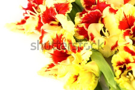 Bright red and yellow gladiolus \ close up \ horizontal Stock photo © Taiga