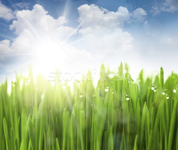 太陽 空 草 値下がり ライト効果 雲 ストックフォト © Taiga