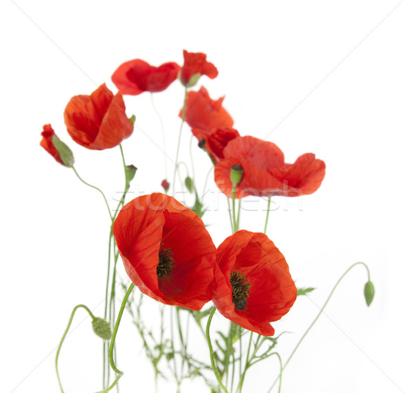 Natural Fresh Poppies isolated on white / focus on the foregroun Stock photo © Taiga