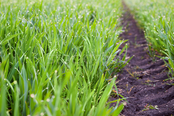 Fresche erba gocce rugiada terra modo Foto d'archivio © Taiga
