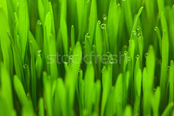 Foto stock: Fresco · primavera · grama · verde · gotas · eco · macro