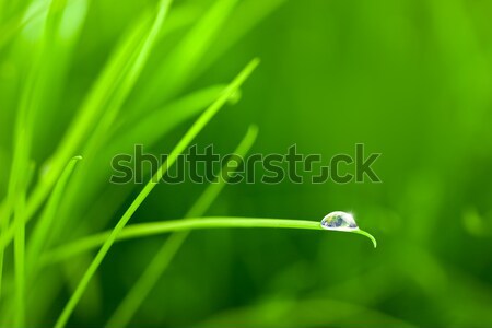 Water Drop on Grass Blade with Sparkle / copy space Stock photo © Taiga