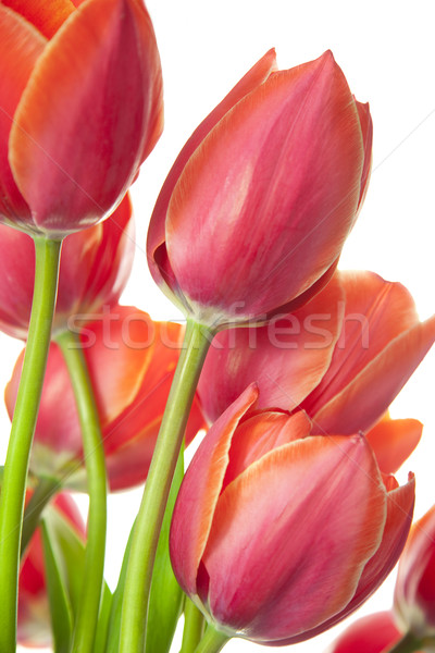Zdjęcia stock: świeże · piękna · tulipany · odizolowany · biały · pionowy