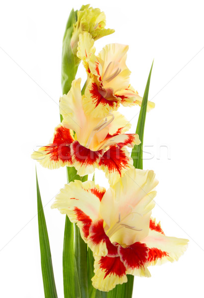 Beautiful fresh gladiolus isolated Stock photo © Taiga