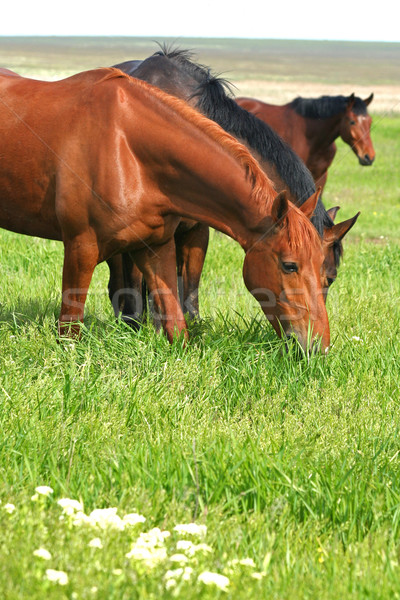 three horses are grazed on a meadow Stock photo © Taiga