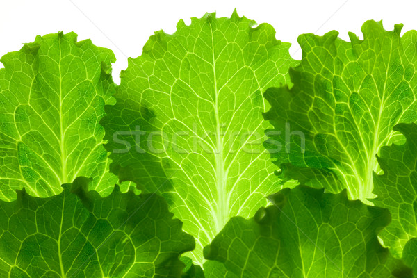 Fresh Lettuce /  leaes isolated on white background / close-up Stock photo © Taiga