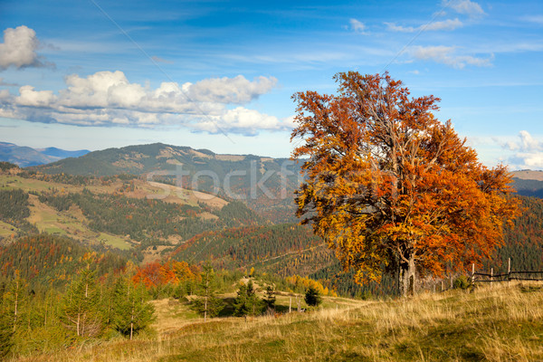 Najaar landschap groot kleurrijk boom berg Stockfoto © Taiga