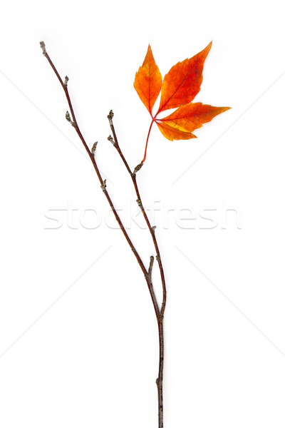 [[stock_photo]]: Automne · cadre · élément · belle · réel · laisse