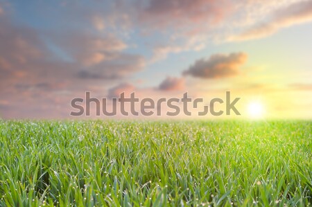 Proaspăt iarbă picături roua colorat cer Imagine de stoc © Taiga