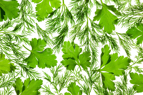 Fresh Parsley and Dill / close-up background / back-lit Stock photo © Taiga