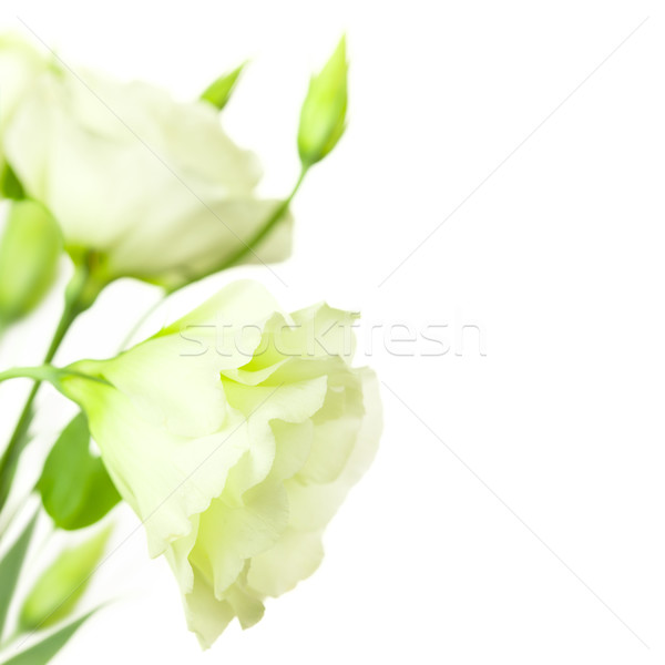 Foto stock: Flores · blancas · aislado · espacio · de · la · copia · flores · blanco · flor